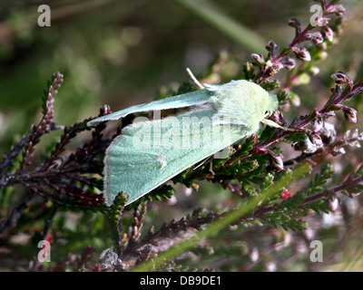 Le Burren rare papillon vert (Calamia tridens) dans diverses poses in fine détail macro - 14 images dans tous les Banque D'Images