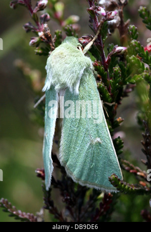 Le Burren rare papillon vert (Calamia tridens) dans diverses poses in fine détail macro - 14 images dans tous les Banque D'Images