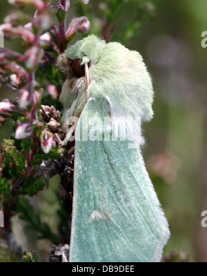 Le Burren rare papillon vert (Calamia tridens) dans diverses poses in fine détail macro - 14 images dans tous les Banque D'Images