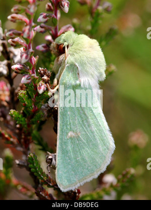 Le Burren rare papillon vert (Calamia tridens) dans diverses poses in fine détail macro - 14 images dans tous les Banque D'Images