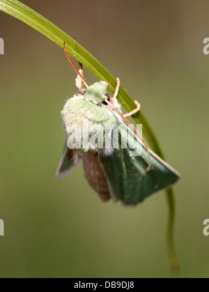 Le Burren rare papillon vert (Calamia tridens) dans diverses poses in fine détail macro - 14 images dans tous les Banque D'Images