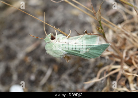 Le Burren rare papillon vert (Calamia tridens) dans diverses poses in fine détail macro - 14 images dans tous les Banque D'Images