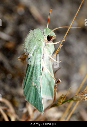 Le Burren rare papillon vert (Calamia tridens) dans diverses poses in fine détail macro - 14 images dans tous les Banque D'Images