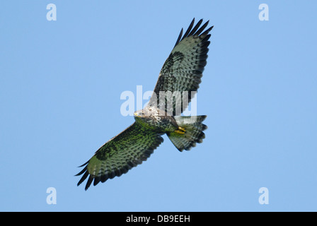 Buse variable (Buteo buteo) survolant les Brecon Beacons Banque D'Images