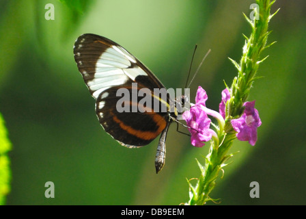 Cydno Heliconius cydno Longwing (papillon) au Costa Rica Rainforest Banque D'Images