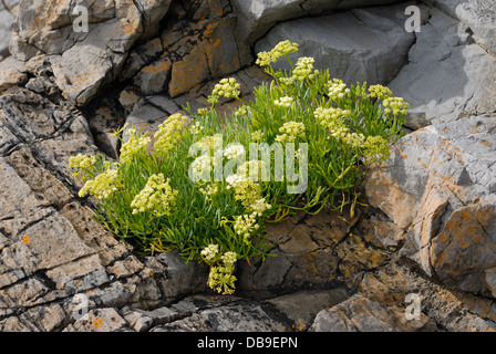 Rock Samphire (Crithmum maritimum) poussant sur les falaises de calcaire de la péninsule de Gower, dans le sud du Pays de Galles, Royaume-Uni. Août 2012. Banque D'Images