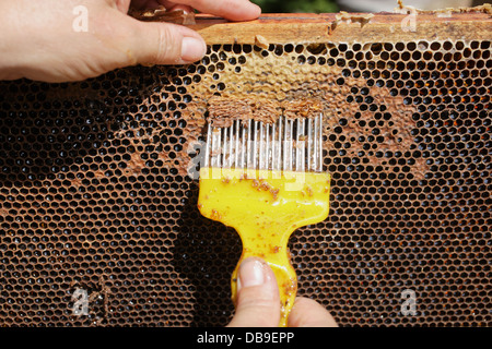 Le miel fuit de l'Honey comb après le couvercle de cire est élevé avec un peigne de la cire Banque D'Images