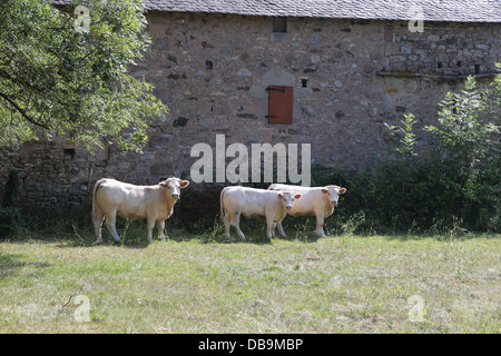 Le bétail à St Martial,, Varen, Tarn et Garonne, France Banque D'Images