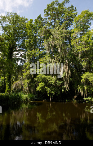 Arbres couverts de mousse espagnole donnant sur un étang à Magnolia Plantation à Charleston, Caroline du Sud Banque D'Images