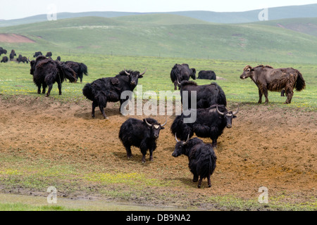 Les Yaks tibétains dans la prairie, Sichuan, Chine Banque D'Images