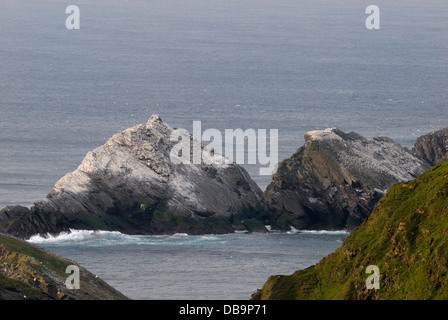 Gannetry sur les îles au large de Hermaness National Nature Reserve, Unst, Shetland, UK Banque D'Images