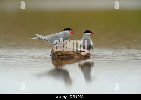 Paire de la Sterne arctique (Sterna paradisaea), et affiche le comportement de cour, le loch de Funzie, Aswan, Shetland, Écosse Banque D'Images