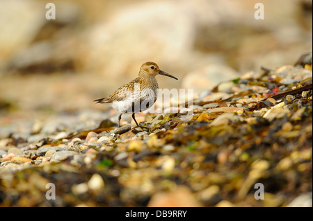 Bécasseau variable, Calidris alpina, en plumage nuptial sur la plage de galets, Aswan, Shetland, Écosse Banque D'Images