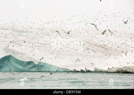 Black Mouette tridactyle (Rissa tridactyla) et le Fulmar boréal (Fulmarus glacialis) se nourrir dans une remontée de l'eau riche en éléments nutritifs à la face d'un glacier dans le nord de France dans le haut Arctique. Banque D'Images