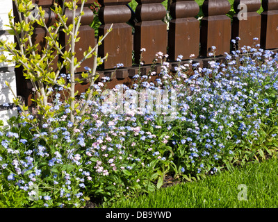 Myosotis (myosotis) Banque D'Images