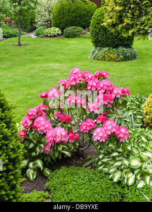 Rhododendron (rhododendron) et lis plantain (Hosta) Banque D'Images