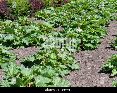 Jardin rhubarbe (Rheum rhabarbarum syn. rheum undulatum) Banque D'Images