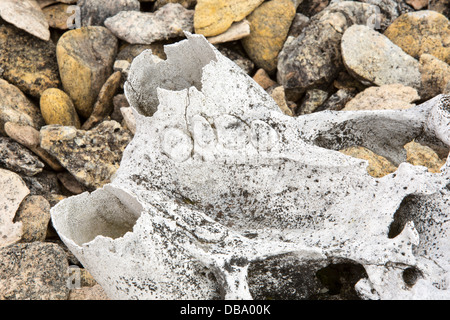 Sur un crâne de morse ancienne plage soulevée à Vibebukta 79°22'N 22°36'e, Nordaustlandet, Spitzberg, Svalbard. Banque D'Images