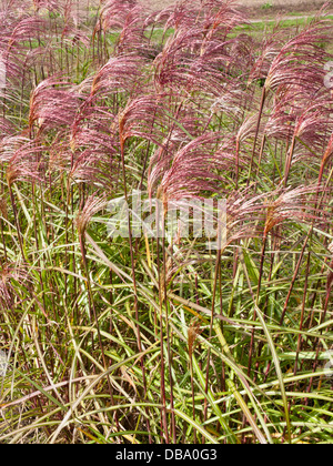 L'herbe d'argent chinois (Miscanthus sinensis 'zebrinus') Banque D'Images