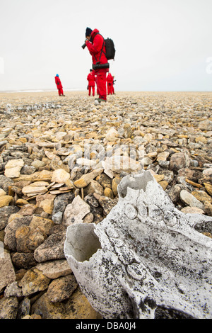 Sur un crâne de morse ancienne plage soulevée à Vibebukta 79°22'N 22°36'e, Nordaustlandet, Spitzberg, Svalbard Banque D'Images