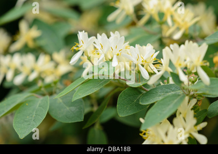 Chèvrefeuille (Lonicera xylosteum fly) Banque D'Images