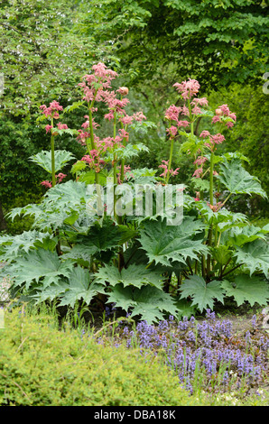 La Turquie rhubarbe (Rheum palmatum var. tanguticum) Banque D'Images