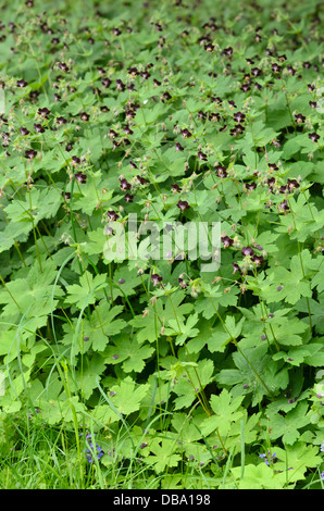 Géranium sanguin (geranium phaeum sombre) Banque D'Images