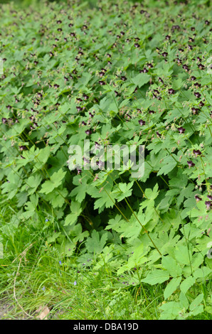 Géranium sanguin (geranium phaeum sombre) Banque D'Images