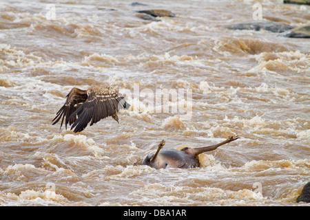 Vautour dans la rivière Mara, Masaimara, au Kenya. Banque D'Images