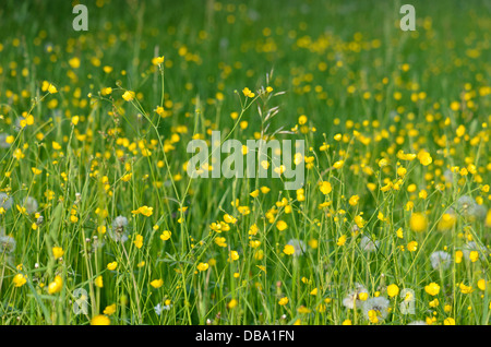 Meadow (Ranunculus acris) Banque D'Images