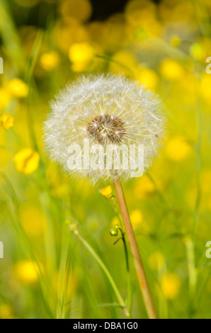 Le pissenlit officinal (Taraxacum officinale) Banque D'Images