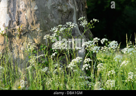 (Cerfeuil sauvage Anthriscus sylvestris) Banque D'Images