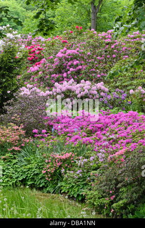 Rhododendrons (rhododendron) et d'azalées (rhododendron) Banque D'Images