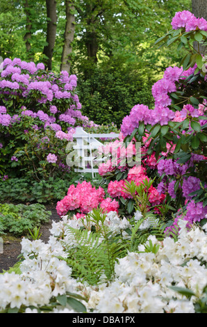 Rhododendrons (rhododendron) Banque D'Images