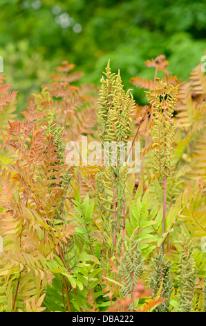 Osmonde royale (Osmunda regalis) avec des frondes fertiles Banque D'Images