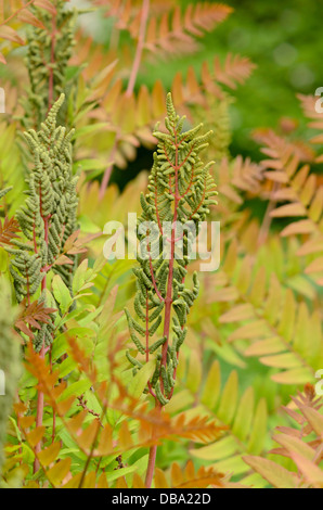 Osmonde royale (Osmunda regalis) avec des frondes fertiles Banque D'Images