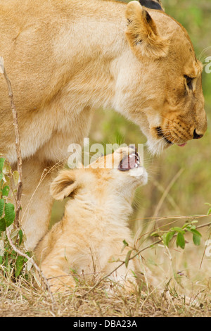 Lion cub, communiquer avec la mère. Banque D'Images