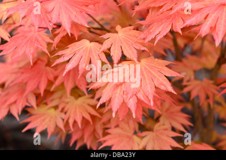 L'shirasawa érable (Acer shirasawanum 'Autumn Moon') Banque D'Images