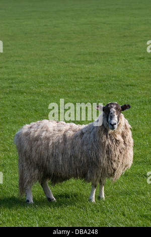 Scottish blackface des moutons paissant à Dalton, Dumfries et Galloway, Écosse Banque D'Images