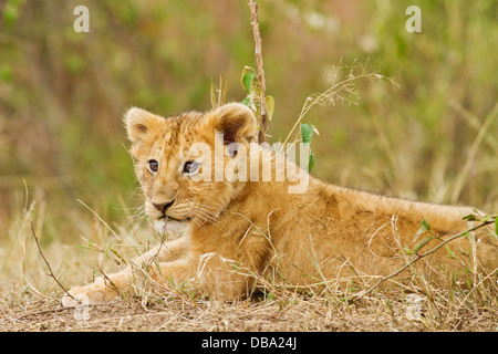 Lion cub, communiquer avec la mère. Banque D'Images