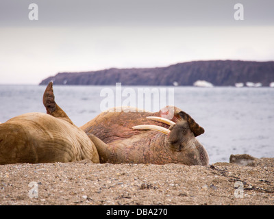 Le morse (Odobenus rosmarus) au large d'une plage dans le nord du Svalbard, autrefois chassées à bord de l'extinction Banque D'Images