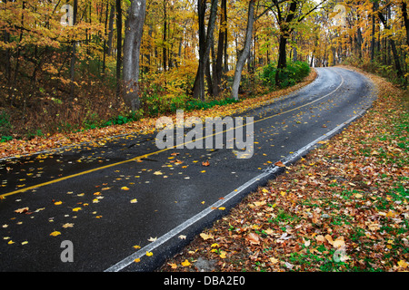 Une route à travers une courbe Blacktop parc luxuriant sur un jour d'automne pluvieux, Sharon Woods, le sud-ouest de l'Ohio, USA Banque D'Images