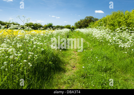 Un champ sentier bordé par la floraison cow parsley et une haute haie à côté d'une culture d'oléagineux près du village d'Holdenby dans le Northamptonshire, Angleterre Banque D'Images