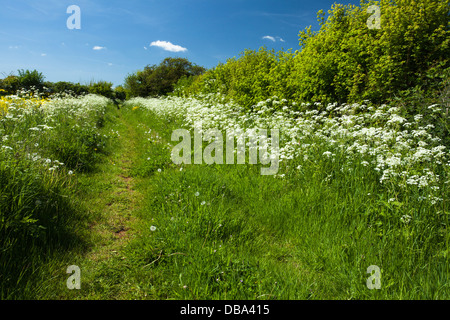 Un champ sentier bordé par la floraison cow parsley et une haute haie à côté d'une culture d'oléagineux près du village d'Holdenby dans le Northamptonshire, Angleterre Banque D'Images