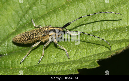 Close-up of the golden-gris fleuri (Agapanthia villosoviridescens longicorne) Banque D'Images