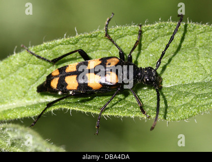 Macro détaillée des quatre bandes de Longhorn Beetle ( Strangalia quadrifasciata, aussi Rutpela quadrifasciata) posant sur une feuille Banque D'Images