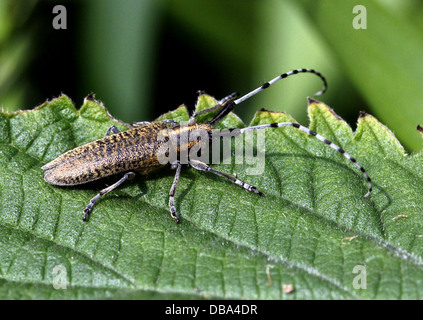 Close-up of the golden-gris fleuri (Agapanthia villosoviridescens longicorne) Banque D'Images