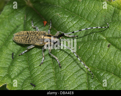 Close-up of the golden-gris fleuri (Agapanthia villosoviridescens longicorne) Banque D'Images