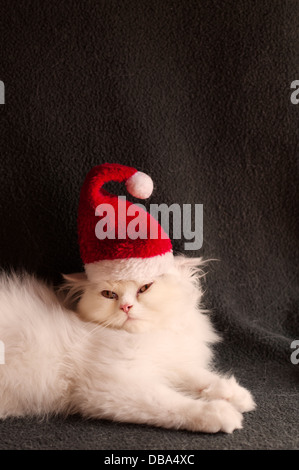 Chaton comme Santa Banque D'Images