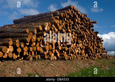 Bois abattu dans la région de Maitland Valley, Dumfries et Galloway, Écosse Banque D'Images